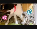 子猫達がケージの中で何やらワチャワチャしてた