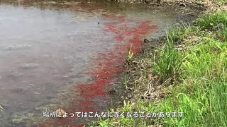 【自然観察】水田の赤い色の正体は？