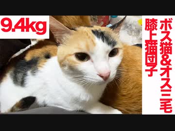 甘ったれオス三毛猫、恐れを知らぬ膝上ダブル猫団子