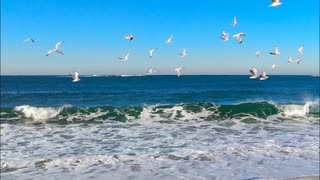 【初音ミク】Seabird【プロセカNEXT応募曲】