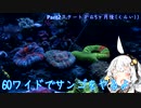 60ワイドサンゴ水槽を立ち上げる その2