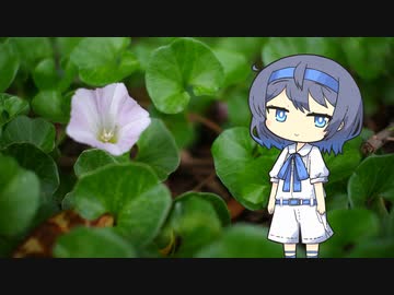 【CeVIO写真】写真を一枚＿5枚目【小さな浜昼顔】