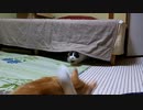 猫、吹っ飛ぶ【背面ジャンプ】