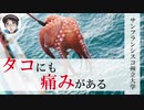 タコも人間と同じく痛みを感じるようです