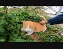 野良猫が茂みの中から猫語で話しかけてきたのでモフったら喜んでくれた