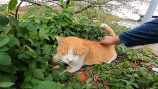 野良猫が茂みの中から猫語で話しかけてきたのでモフったら喜んでくれた