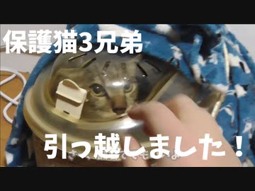 保護猫3兄弟、生まれた場所に帰る。
