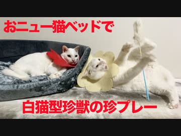 お高い猫ベッド、白猫型もぐらのヤドカリになる