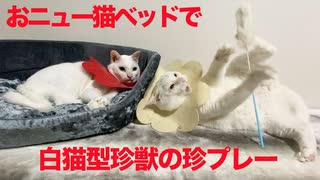 お高い猫ベッド、白猫型もぐらのヤドカリになる