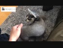 基本的にこんな感じで過ごしてます