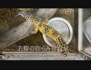 [レオパのお食事シーン]タランチュラ飼育日記その１９３[うちの子がいっちゃんかわいい]