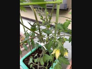 ミニトマトは28の実をつけた