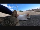 猫島では青い空と野良猫達が観光客を出迎えてくれる