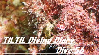 TILTIL diving diary：Dive56