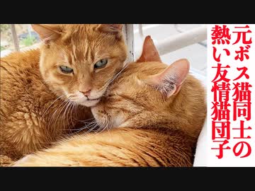 元ボス猫同士の友情猫団子
