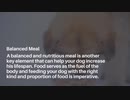 Support Your Dog’s Longer Lifespan With These Tips _ Cheap Online Pet Store Australia