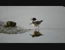 オジロトウネンと思われるシギ　Calidris temminckii