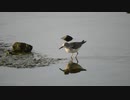 オジロトウネンと思われるシギ　Calidris temminckii