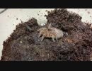 [タランチュラのいる暮らし]タランチュラ飼育日記その１９４[なかなかに良い]