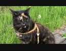 2021/05/25放送【53日目 北海道 弟子屈町② あずにゃんぽ（猫散歩）】北海道全市町村制覇するまで帰れまてん！　猫と車中泊の旅　日本縦断【旅猫あずき～保護猫から旅猫へ～】