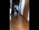 放られたたまをパンチングする猫 - a cat punches the flying fabric ball -
