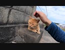 民家の塀の上で門番のような野良猫が可愛すぎる