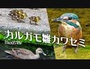 0518B【カルガモとカワセミの雛】カルガモ親子と雛鳥の捕食。カワセミの雛が巣立った。野鳥に餌をあげないで。鶴見川水系恩田川でコンデジ野鳥撮影　#身近な生き物語　#カワセミ　#カルガモ親子