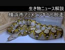 【生き物ニュース】　横浜市アミメニシキヘビ脱走　2021年5月6日～22日【ゆっくり解説】