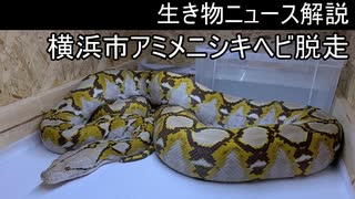 【生き物ニュース】　横浜市アミメニシキヘビ脱走　2021年5月6日～22日【ゆっくり解説】