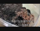 [でかい虫ってだけで]タランチュラ飼育日記その１９５[楽しいし可愛い]