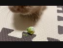 芽キャベツうさぎ
