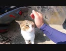 キジ白猫の喉をこちょこちょするとゴロゴロ大音量が聞こえてきた