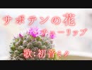 【初音ミク】サボテンの花/チュ－リップ【カバー】