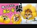 【帰ってきた】ポン・デ・柴のおうち時間の過ごし方【柴犬ももっぷ】