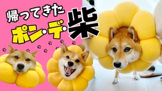 【帰ってきた】ポン・デ・柴のおうち時間の過ごし方【柴犬ももっぷ】