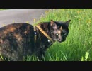 2021/05/27放送【55日目 北海道 弟子屈町あずにゃんぽ（猫散歩）】北海道全市町村制覇するまで帰れまてん！　猫と車中泊の旅　日本縦断【旅猫あずき～保護猫から旅猫へ～】