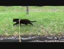 2021/05/27放送【55日目 北海道 阿寒湖付近あずにゃんぽ（猫散歩）】北海道全市町村制覇するまで帰れまてん！　猫と車中泊の旅　日本縦断【旅猫あずき～保護猫から旅猫へ～】
