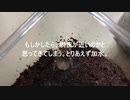 [捕食されたい]タランチュラ飼育日記その１９６[ほんで脱皮もしたい]