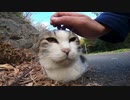 道路の真ん中でどっしり構える野良猫がモフらせてくれたｗ