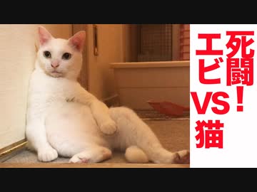 死闘！珍妙猫vsウチューからの侵略エビ