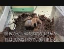 [休日ビバ休日]タランチュラ飼育日記その１９７[休日サンドイッチ]