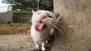 野良猫から「喉が乾いたからお水出してニャン」と言われたので蛇口を開けたら