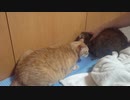 拾いねこ＠生後3249/3216日目　新しいおもちゃ・・？（遅くなりました！