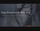 Dog Supplies Online and Superfoods that You Should Get