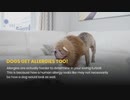 Dog Supplies Online That Can Help with Dog Allergies
