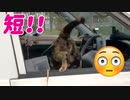 2021/05/28放送【56日目 北海道 弟子屈あずにゃんぽ（猫散歩）】北海道全市町村制覇するまで帰れまてん！　猫と車中泊の旅　日本縦断【旅猫あずき～保護猫から旅猫へ～】