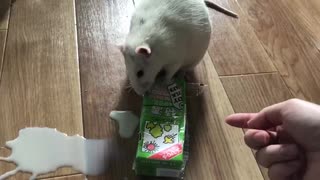 手に入れた豆乳を絶対失いたくないファンシーラット