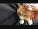 神社の野良猫様をモフっていたら私の膝の上に乗ってきてカワイイ