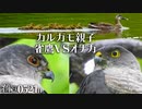 0521B【猛禽類タカ科ツミ VS オナガの鳴き声】カルガモ親子と雛鳥。雀鷹とエッサイ。アオサギダンス。奇形のカルガモ。スズメ。カワウ。野鳥の目の色が不思議　#身近な生き物語　#カルガモ親子　#ツミ