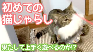 子猫に猫じゃらしの文化を教える